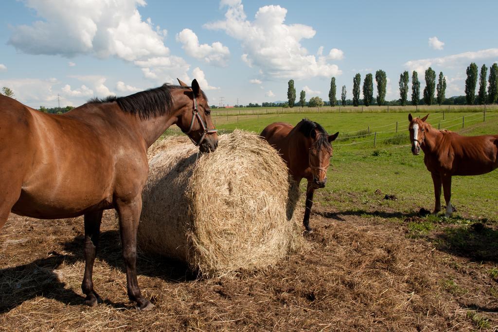Farma Ptyrov Hotel Mnichovo Hradiště Bagian luar foto
